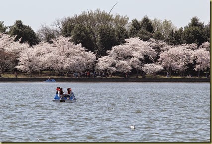 Sakura (13)