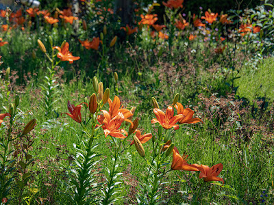 Sukashi-yuri (Lilium maculatum Thunb.) flowers: Ofuna Botanical Garden (Kamakura)