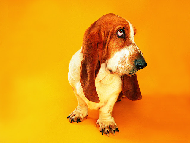 funky, funny basset hound