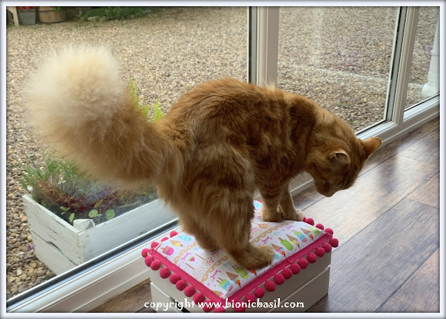 The BBHQ Midweek News Round-Up ©BionicBasil® Fudge's Floof Explosion