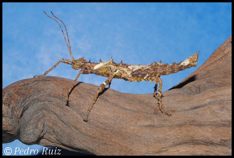 Ninfa macho L3 de Haaniella erringtoniae, 5 cm de longitud