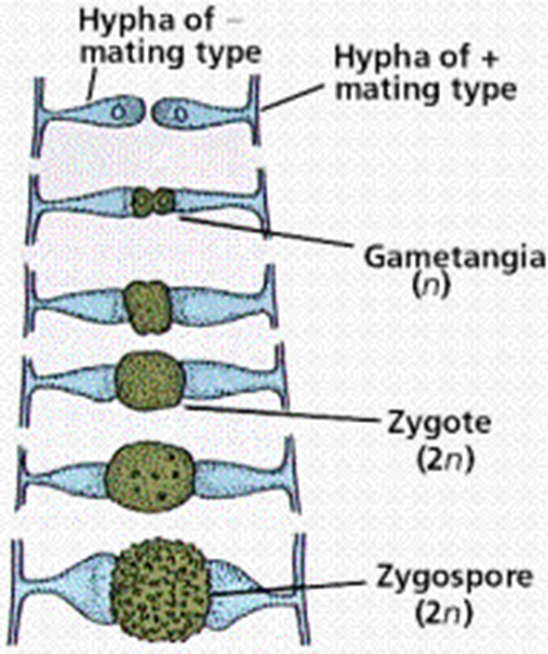 Formación de la zigospora.