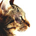 Miliary Dermatitis - Rash On Cat