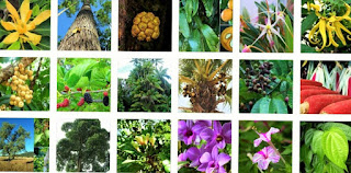 Pembagian Persebaran Flora di Indonesia