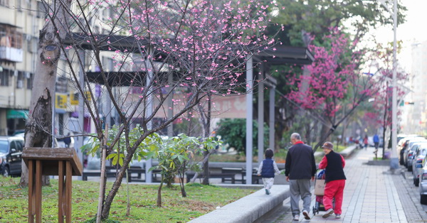 台中北區|台中市太原賞櫻廊道|700公尺綠園道|散步賞花|遛狗運動|休閒好去處