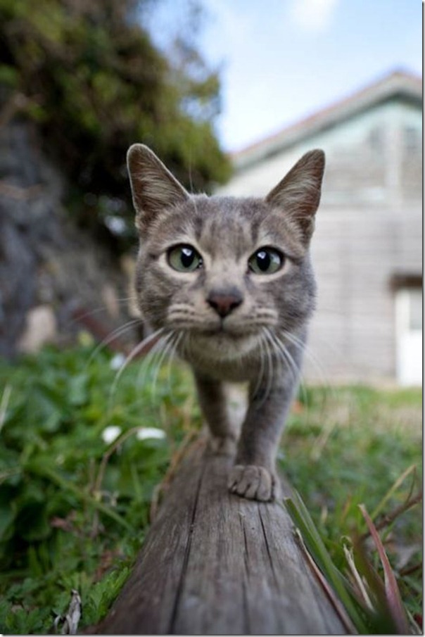 O paraiso dos gatos (4)