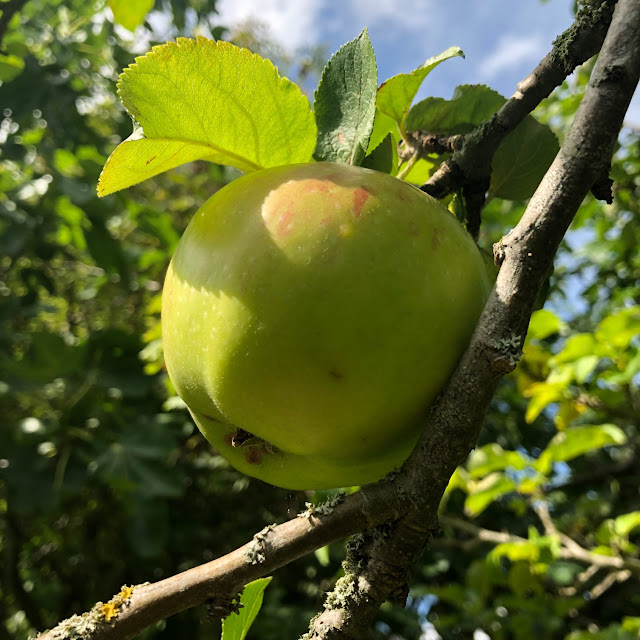 garden in September