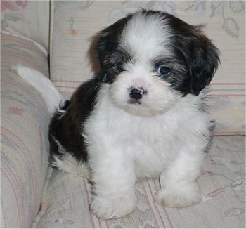 Shih tzu puppies | high Resolution cute puppy pictures | HQ shih tzu pictures