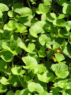 herbal plant Pennywort benefits for health