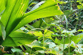 Takydromus smaragdinus,lizard,rain,heavy vegetation