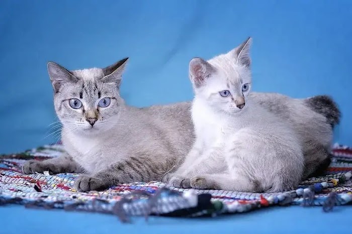 Exploring the Charms of Mekong Bobtail Cat Breeds: An Invitation to the Family