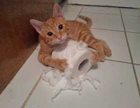 Funny cats - part 81 (40 pics + 10 gifs), cat pics, cat vs toilet paper