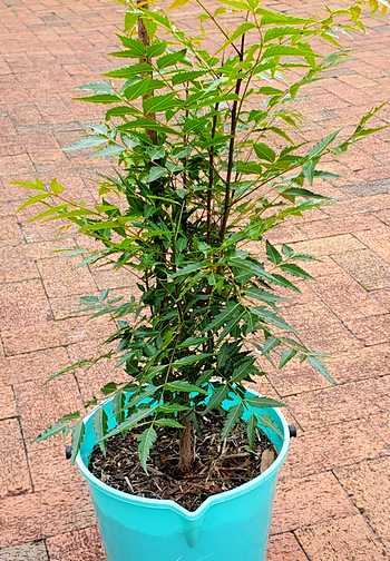 Neem Tree Growing in a Pot