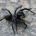 Atypical tarantula