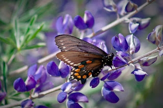 Wallpapers de Mariposas