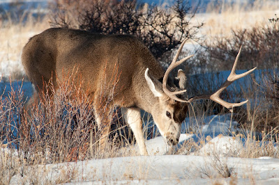Mule Deer Buck, Rocky Mountain National Park