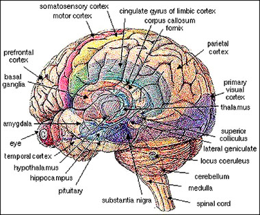 Brain Regions4
