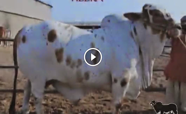 shah cattle farm 2013, shah cattle farm 2014,  cattle farming in pakistan, shah cattle farm 2014, shah cattle farm 2014 video, shah cattle farm 2014 dailymotion, shah cattle farm 2014 facebook, shah cattle farm 2014 pics, shah cattle farm 2014 cows, Shah Cattle Farm 