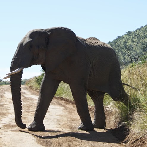 Pilanusberg NP