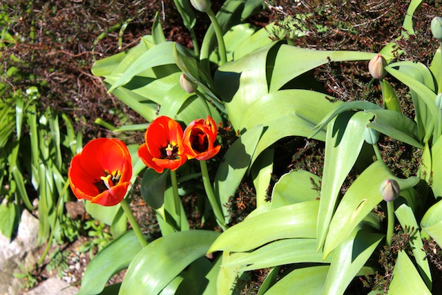 spring easter in seattle with chihuahua and husband