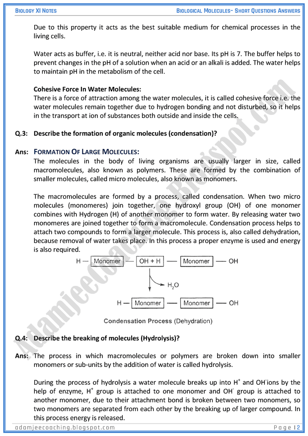 biological-molecules-short-question-answers-biology-11th