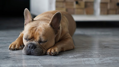 The health and lifespan of French Bulldogs. Photo shows French Bulldog sleeping