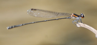 Prodasineura humeralis