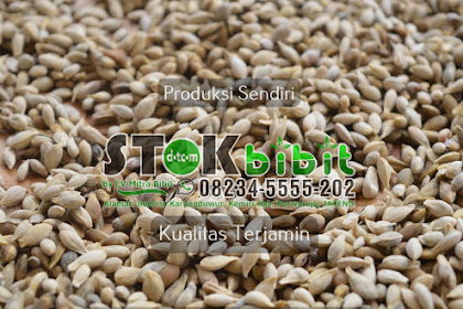 Jual BIBIT JERUK NIPIS di Pontianak Kalimantan Barat   Tani Sejahtera                Harga |  bibit jeruk baby pacitan - bibit jeruk jogja