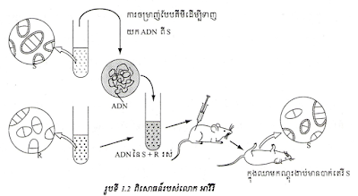 ពិសោធន៍របស់លោកអាវីរី ម៉ាកឡេអូដ ម៉ាកកាធី, ពិសោធន៍,អាវីរី, ម៉ាកឡេអូដ, ម៉ាកកាធី, Avery Macleod Macarty Experiment, Avery, Macleod, Macarty, Experiment,