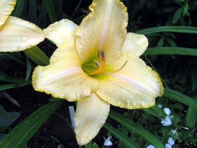 Annieinaustin, Hemerocallis Devonshire