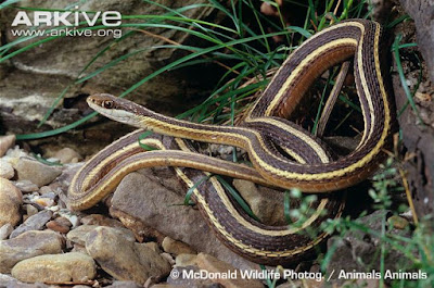 Eastern Ribbon Snake