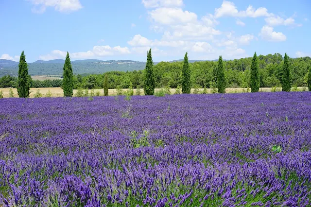 taman-bunga-lavender