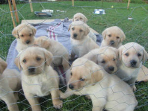 labrador retriever puppies