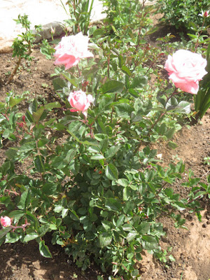 Es duftet im ganzen Garten nach Rosen