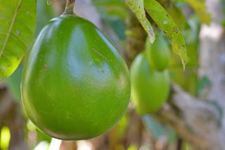 round, green gourds hanging from a tree
