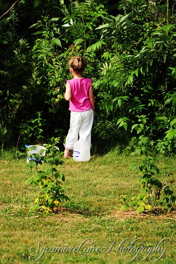 sis berry picking