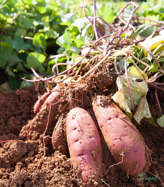 how to grow potatoes