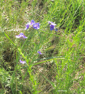 western spiderwort, Tradescantia occidentalis