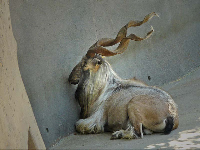 Beautiful,cute,brown,white markhor  is sitting in floor,wallpapers,pictures,images