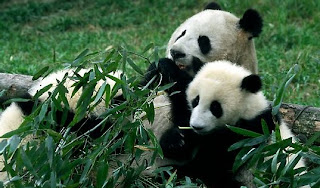 Panda Pictures