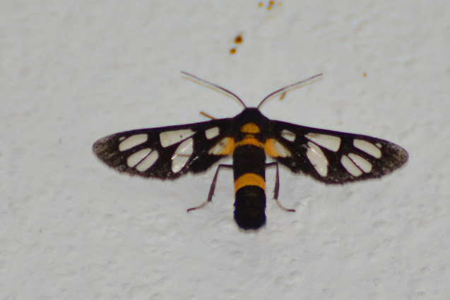 Amata sperbius