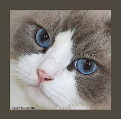 The ragdoll Cat Picture is