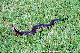 Water Moccasin Snake ~ Jacksonville Florida