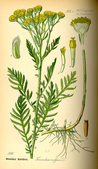 Ботаническая иллюстрация Tanacetum vulgare