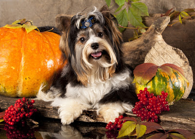 A pretty biewer yorkie with an autumnal display of fruits and foliage