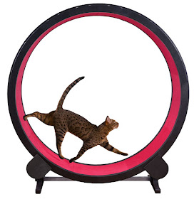 Feline exercise wheel for cats