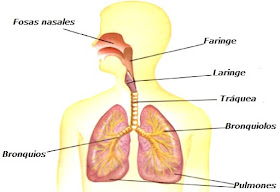 Aparato Respiratorio o Sistema respiratorio del hombre