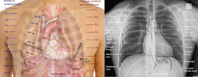 Anatomy Of Chest : Thorax - Wikipedia - The chest anatomy includes the pectoralis major, pectoralis minor and the serratus anterior.