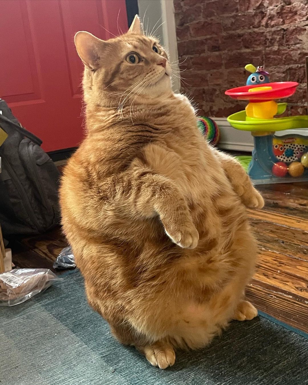Chubby the Standing Orange Cat