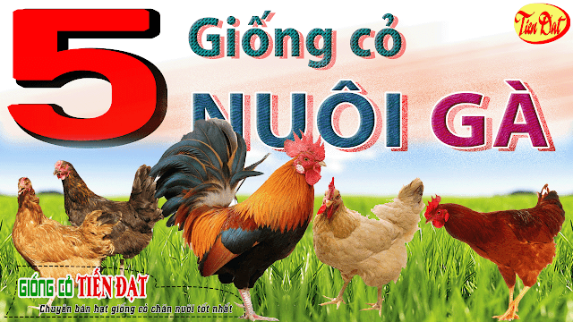 Top 5 giống cỏ nuôi gà năng xuất tốt nhất hiện nay nên trồng tại nhà